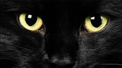 Man heeft hekel aan katten en plaatst vangkooi, nu staat hij voor de rechter