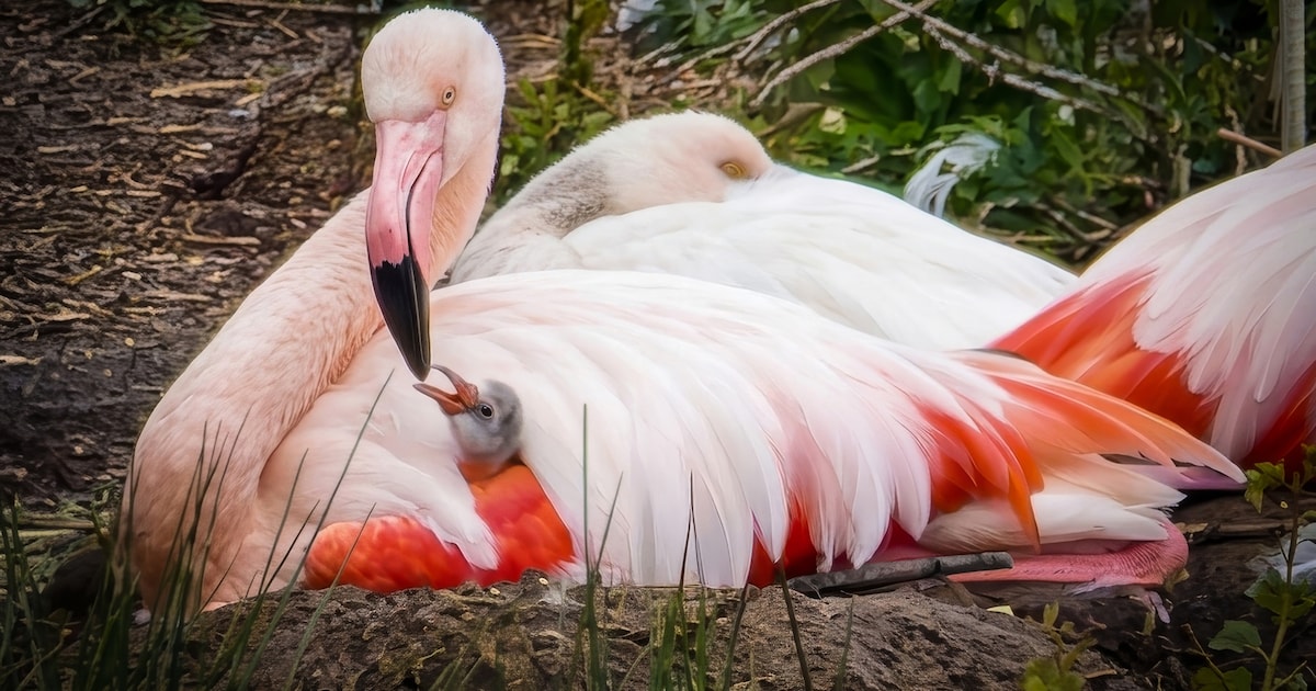 Eerste flamingokuiken geboren in Zwillbrocker Venn: ‘Mooier kan het bijna niet’