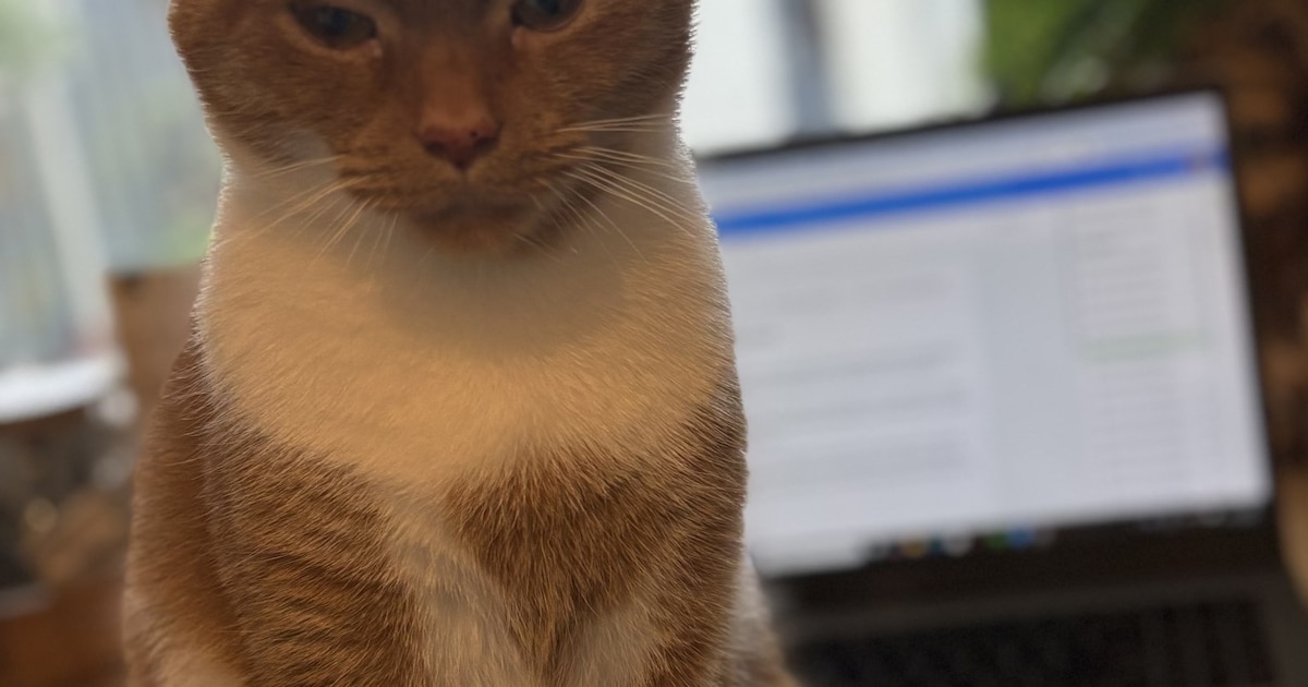 Heb jij Ginger gezien? Dit huisdier wordt in Hellendoorn vermist