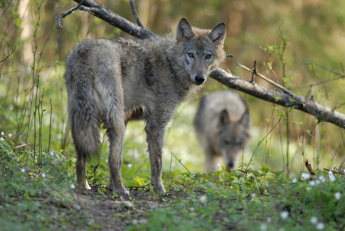 Beelden van complete Duitse wolfsroedel (video) | Overig | tubantia.nl