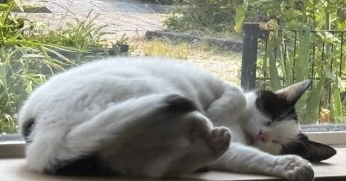 Heb jij Merel of Zazu gezien? Deze twee huisdieren worden in Haaksbergen vermist