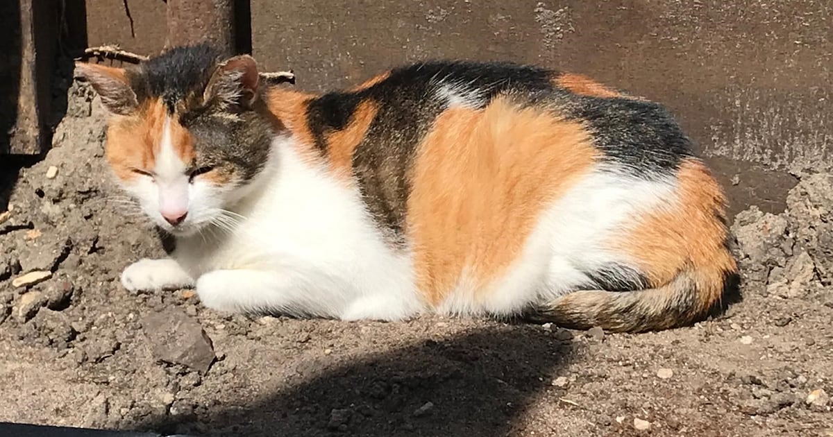 Heb jij Nona gezien? Dit huisdier wordt in Hellendoorn vermist