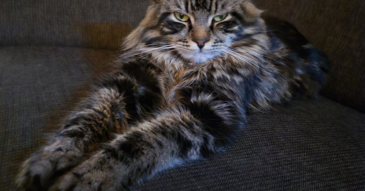 Heb jij Toby of Jip gezien? Deze twee huisdieren worden in Enschede vermist