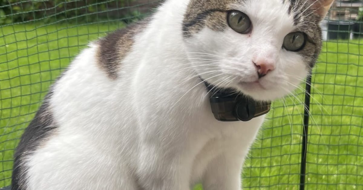 Heb jij Ivy of Bink gezien? Deze twee huisdieren worden in Dinkelland vermist