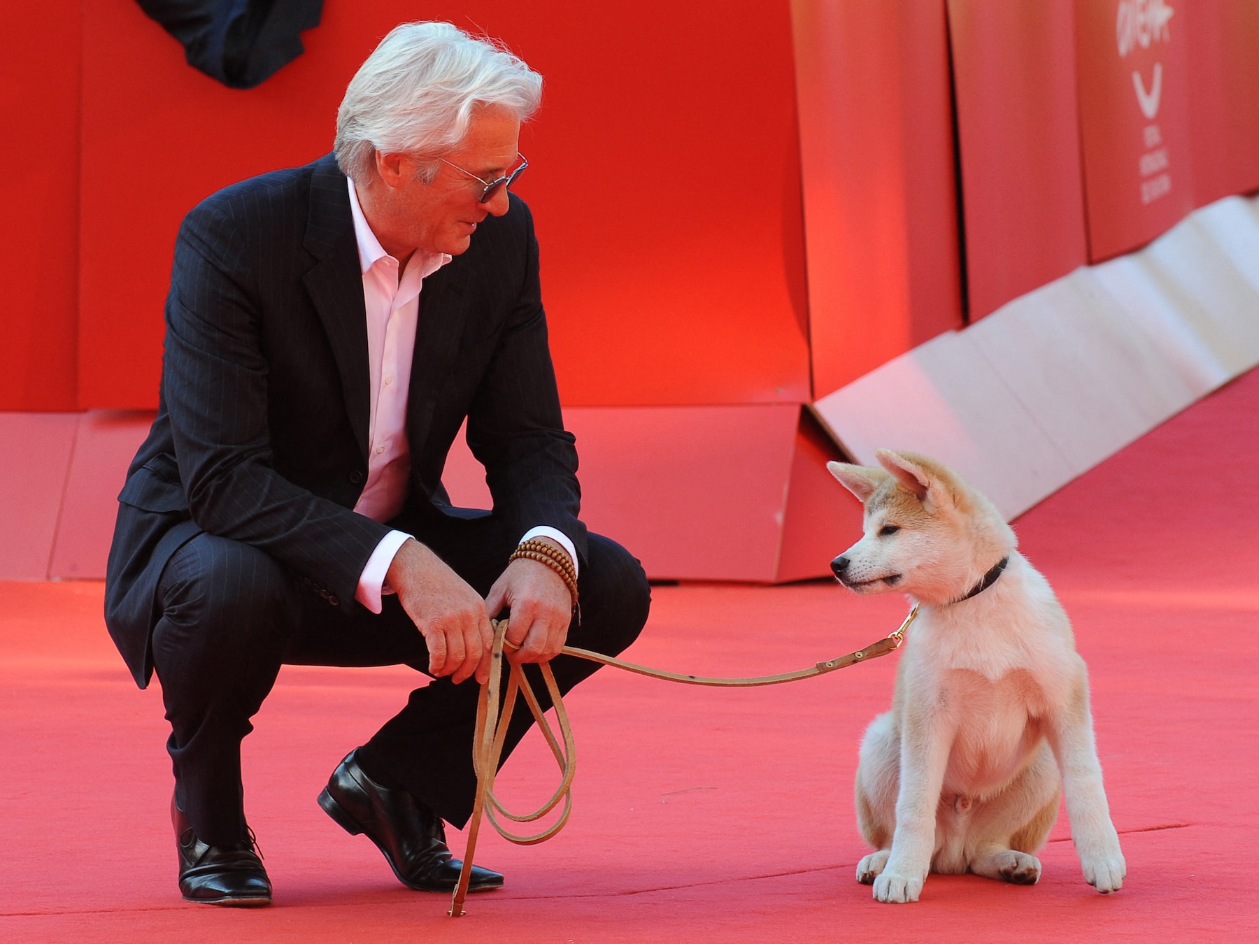 Hollywood vraagt steeds minder échte dieren als acteurs door opkomst van AI  | Show | Tubantia.nl