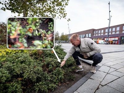 Op dit plein in Enschede lopen de ratten overdag gewoon rond en dat is onze eigen schuld