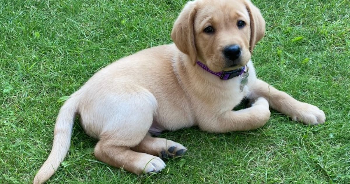 Man mishandelt puppy van 5 maanden: ‘Ik was onder invloed’