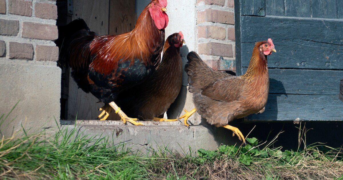 Trots van Welsum: hoe een dorp met deze kip de wereld veroverde | Deventer