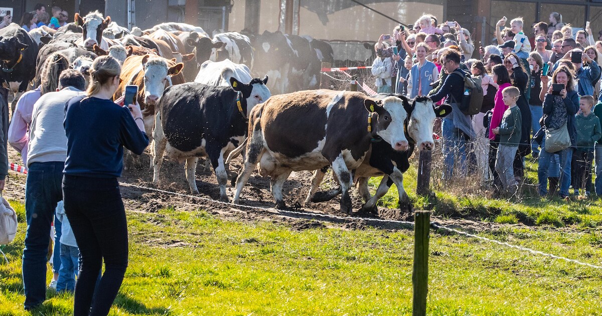 Koeien in Lettele rennen de zon tegemoet: ‘Voor de dieren is dit als een vakantie’