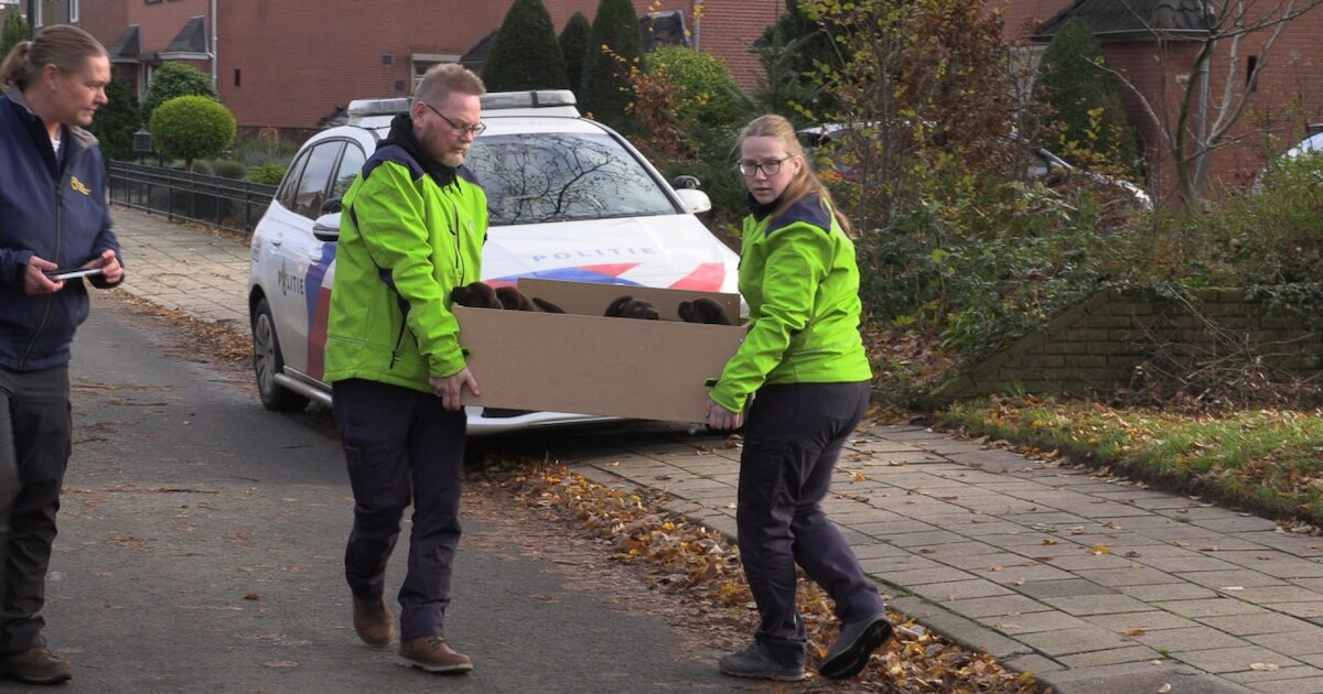 23 verwaarloosde honden uit woning gehaald en in beslag genomen