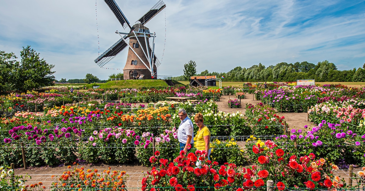 Molendag, Vlearmoesmarkt en muziek: dit is er dit weekend te doen in Berkelland