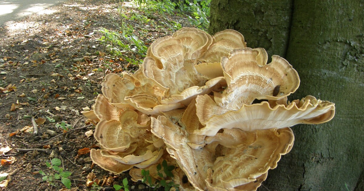 Op zoek naar paddenstoelen in Springendal Hezingen | Tubbergen