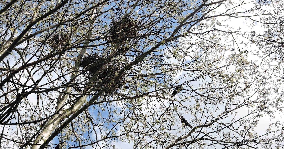 Vrees voor invasie van roeken in Aadorp | Almelo