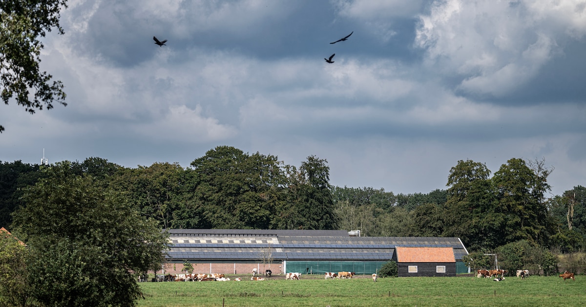 Voor de boer vlak bij de Borkeld, Buurserzand of Haaksbergerveen is er weinig toekomst in de ogen va