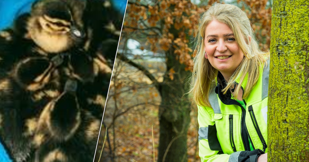 Lotte hoort baby-eendjes onder de grond roepen naar hun moeder: brandweer bedenkt gewaagd reddingspl