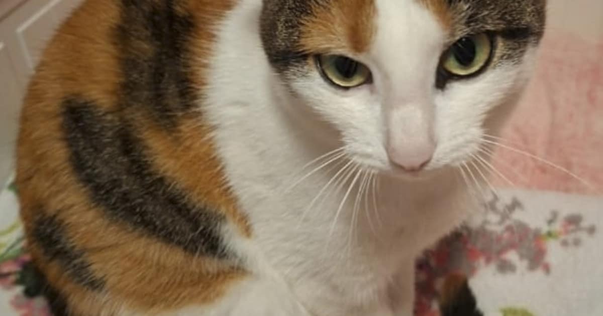 Heb jij Pluis gezien? Dit huisdier wordt in Haaksbergen vermist