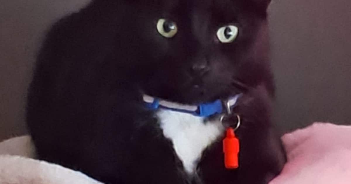 Heb jij Puma gezien? Dit huisdier wordt in Haaksbergen vermist
