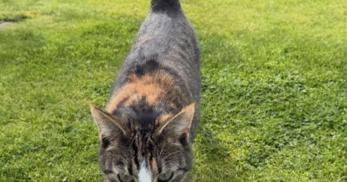 Heb jij Nala gezien? Dit huisdier wordt in Hof van Twente vermist