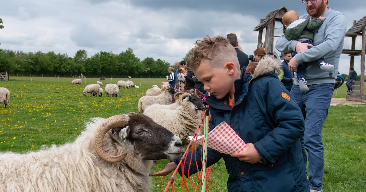 Schaapskooi Stroothuizen bij Denekamp mag geld verdienen | Foto
