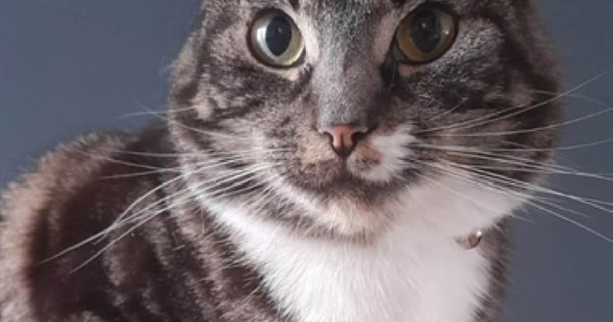 Heb jij Zhiva gezien? Dit huisdier wordt in Rijssen-Holten vermist
