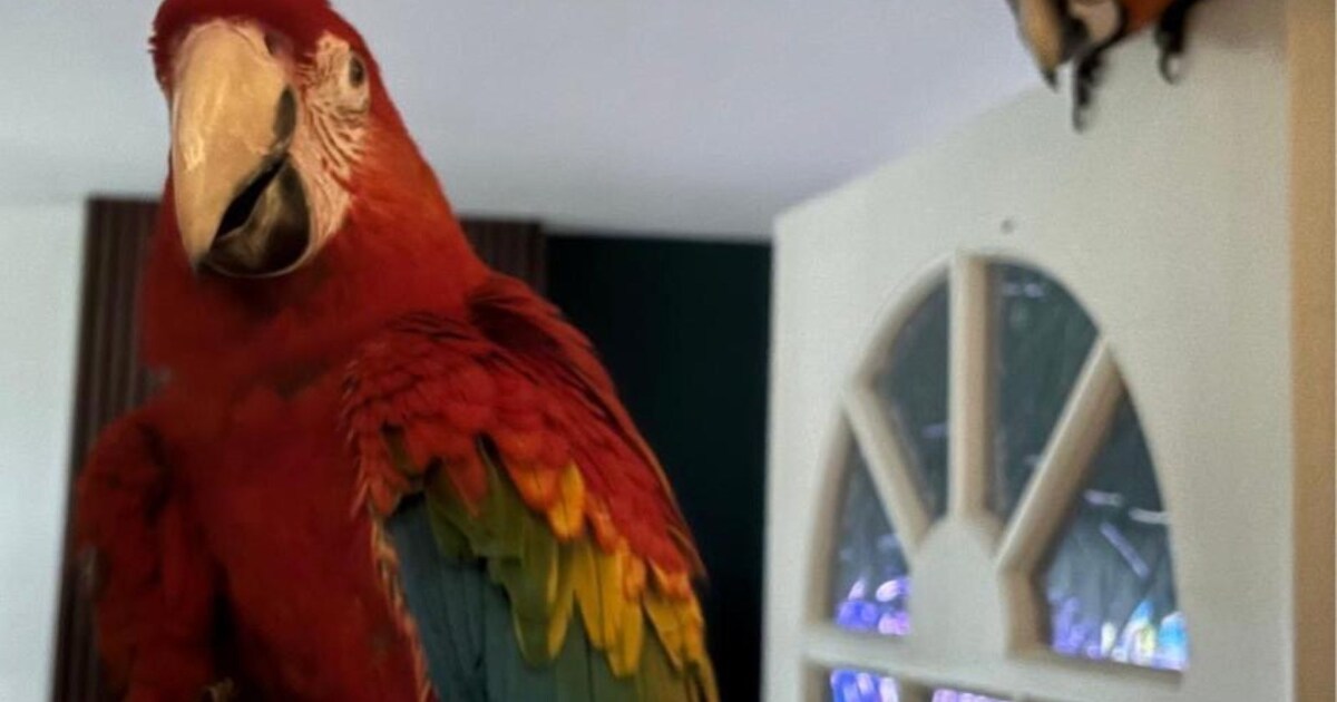 Heb jij Ruby gezien? Dit huisdier wordt in Hellendoorn vermist