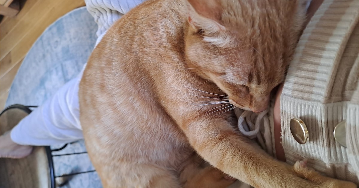 Heb jij Badjak of Mika gezien? Deze twee huisdieren worden in Dinkelland vermist