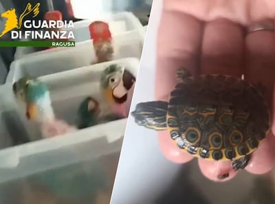 Man uit Malta gepakt in Sicilië met 300 schildpadden en 77 papegaaien in de auto