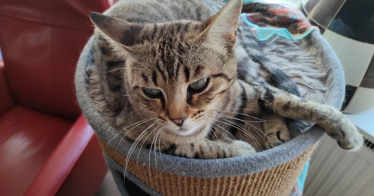 Heb jij Popje gezien? Dit huisdier wordt in Losser vermist