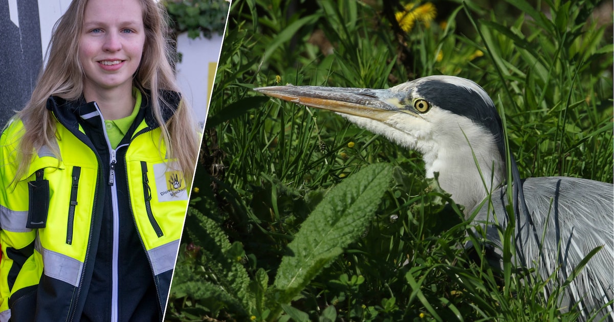 Aletta vindt zwaargewonde reiger in berm: ‘Zijn poten bungelden gewoon aan zijn lijf’