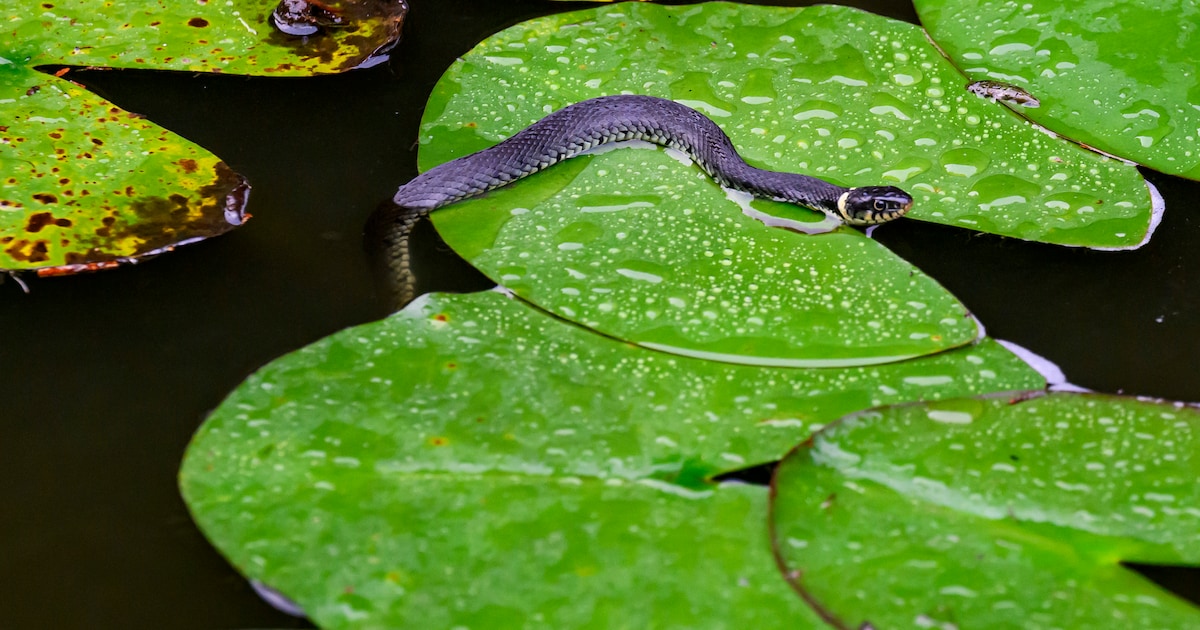 Modderige mesthopen moeten ‘belangrijke’ slang in Overijssel behouden: ‘Ze zijn totaal ongevaarlijk’
