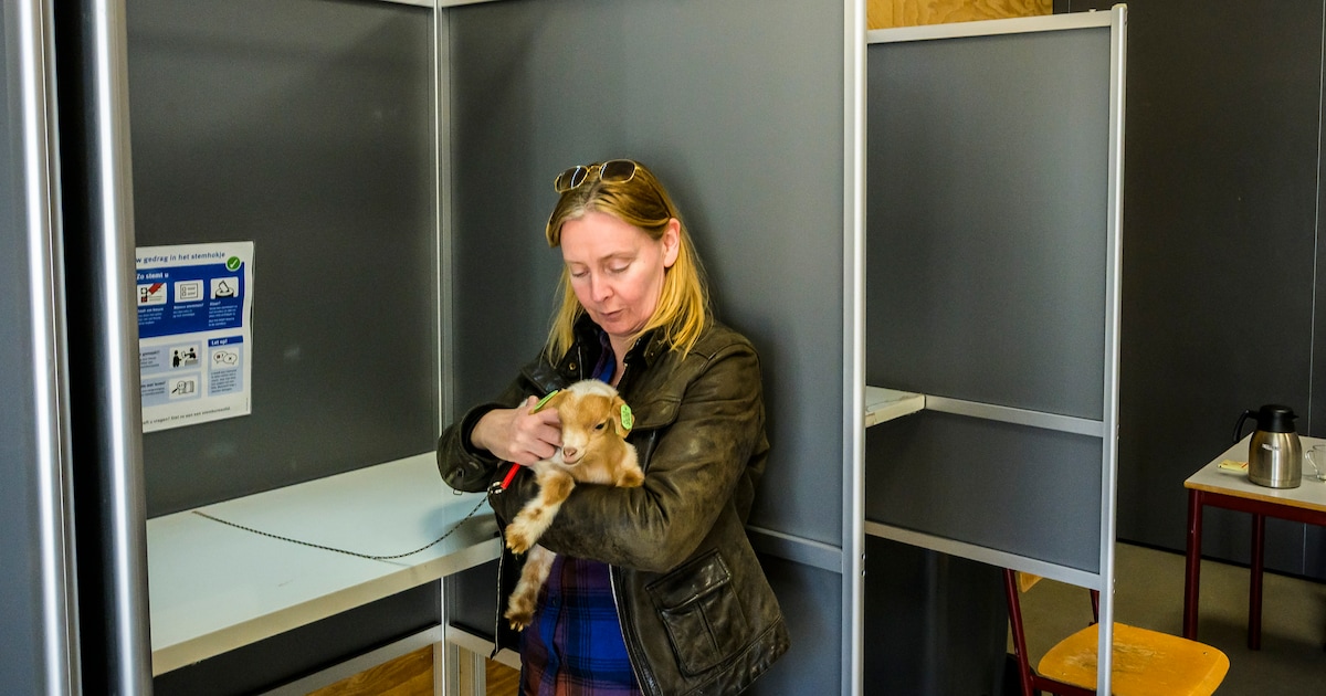 Kleine scenes uit een verkiezingsdag: een geitje, een vluchteling, een mailtje
