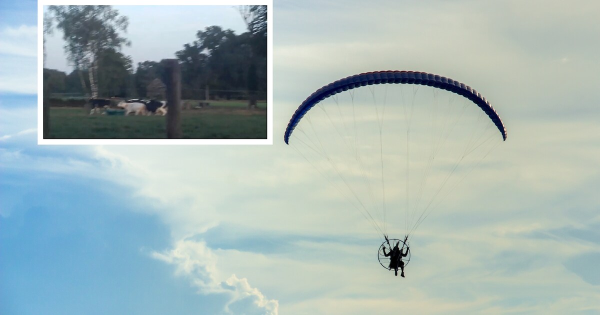 Video | Koeien in Glane slaan op hol na laagvliegende paramotors
