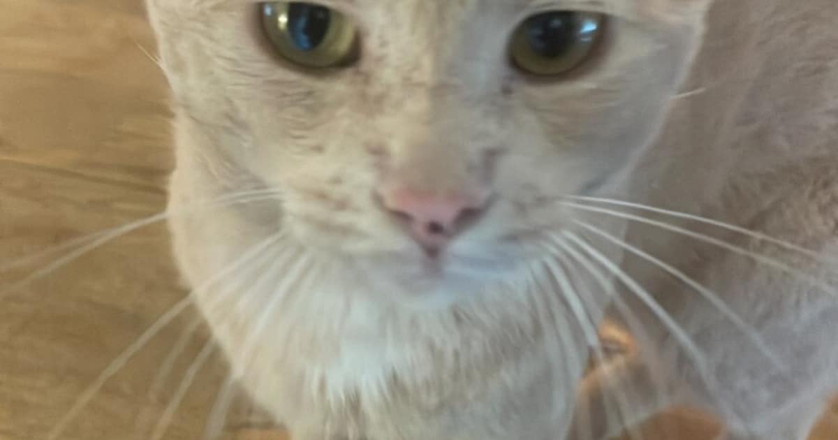 Heb jij Minoes of Ted gezien? Deze twee huisdieren worden in Twenterand vermist