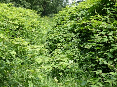 Zo verwijder je Japanse duizendknoop uit je tuin: vier effectieve methoden op een rij