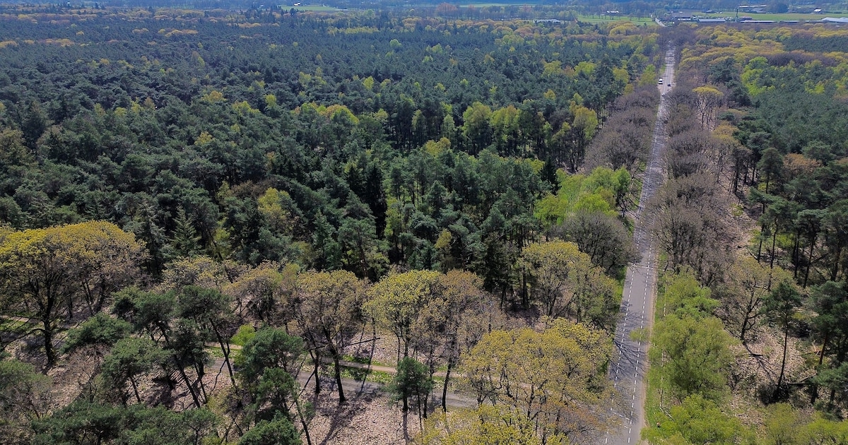 Bodem zo zuur als cola: waarom dit bos op de Veluwe in zijn eigen naalden dreigt te stikken