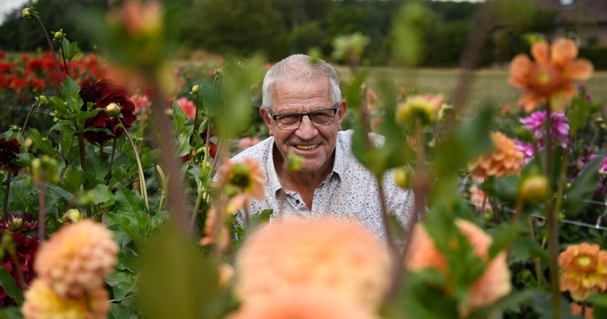 Bloemenpracht in Rekken: 4500 dahlia’s bloeien in de Keukenhof van de Achterhoek