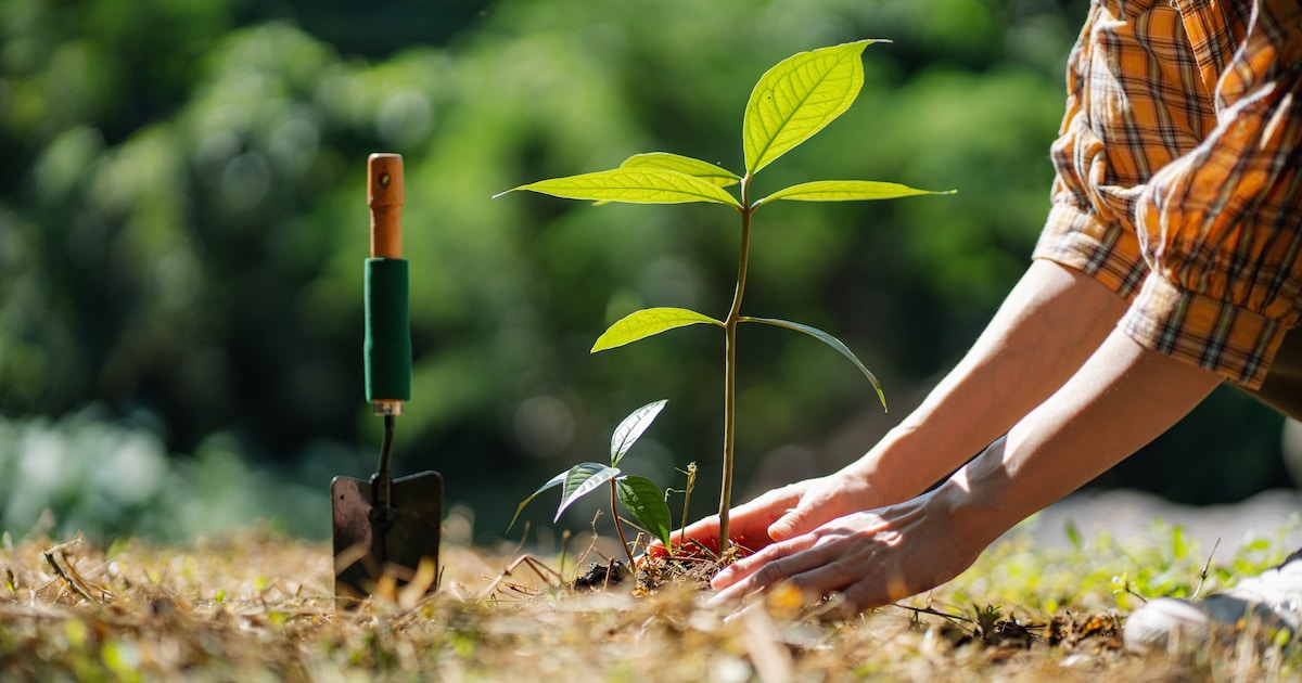 Meer Bomen Nu weer van start in Hof van Twente