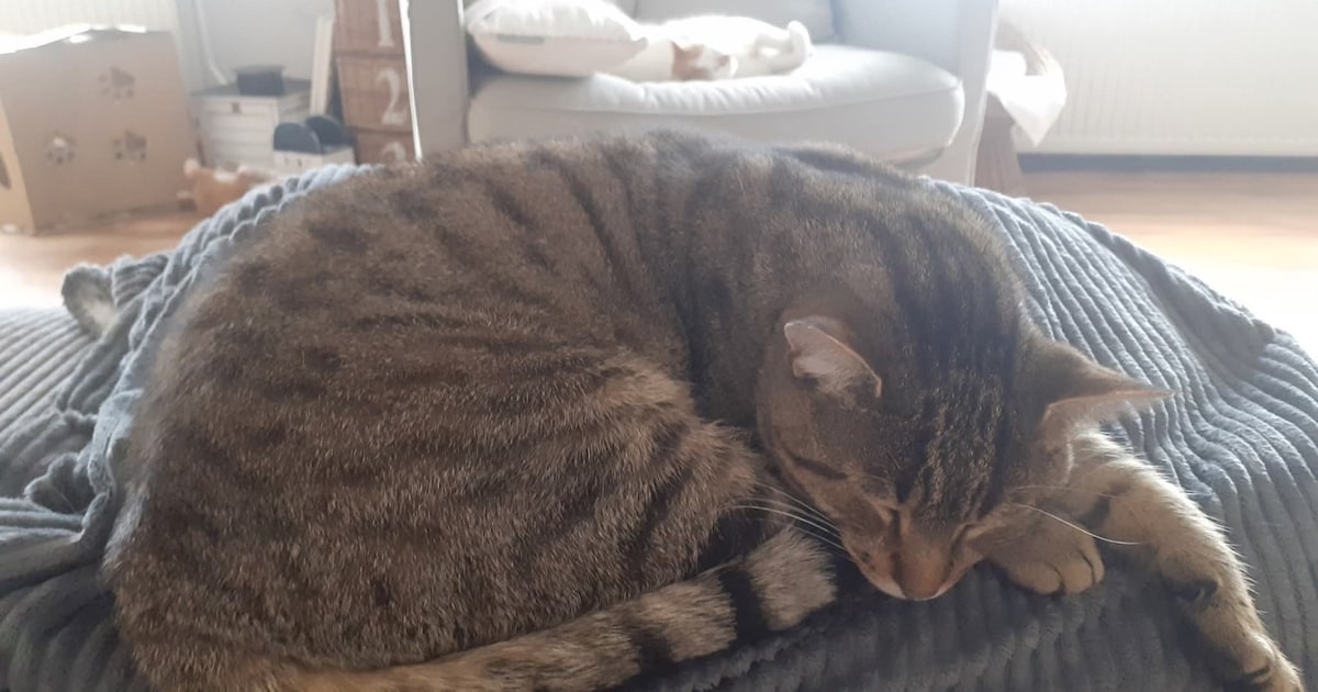 Heb jij Schooier gezien? Dit huisdier wordt in Apeldoorn vermist