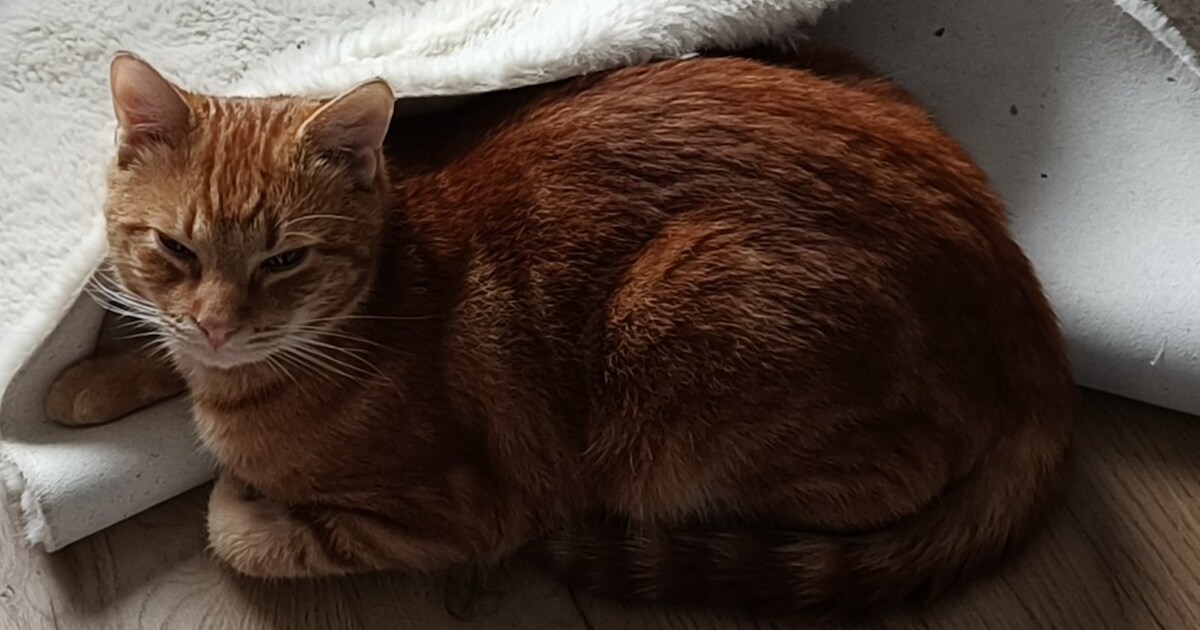Heb jij Azraël gezien? Dit huisdier wordt in Aalten vermist
