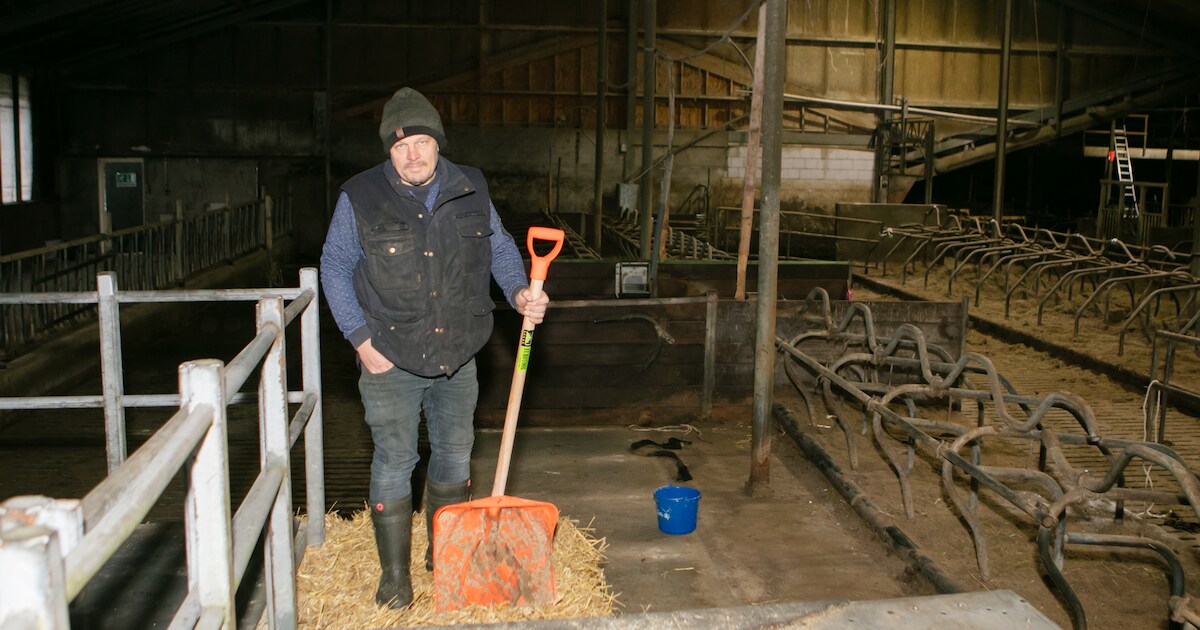 Boer Wilco (45) veilt complete veestapel naast natuurgebied in Beerzerveld: ‘Nu is er leegte in m’n 