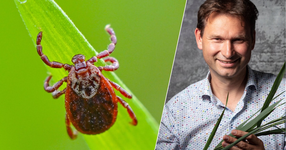 Tick Bite Reports Surge: Experts Point to Rising Rodent Populations as Key Driver