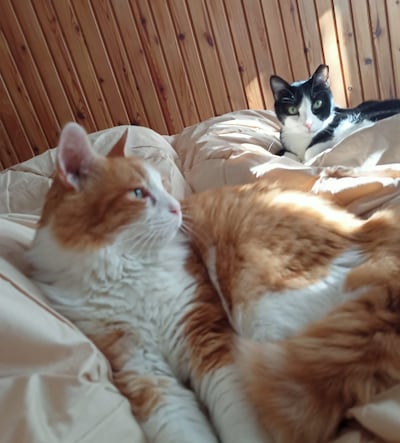 Griekse katten Charly en Felix in Almelo herenigd: ‘Ze misten elkaar enorm’