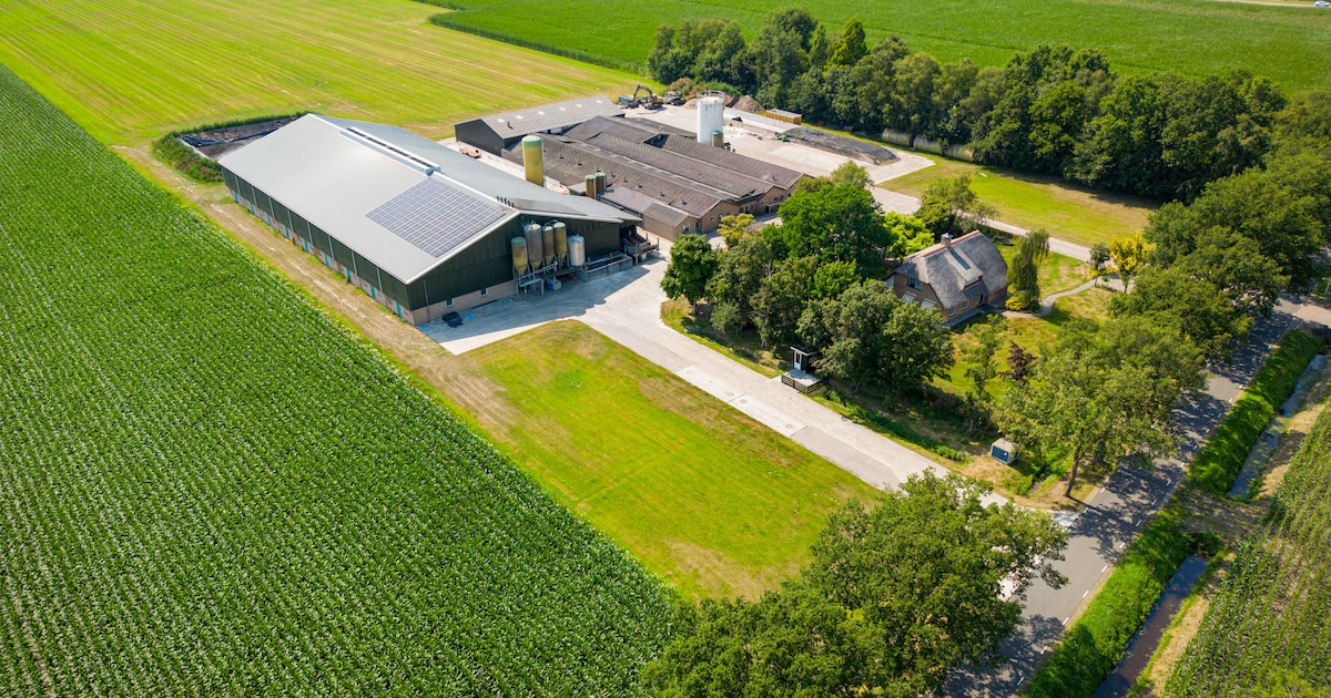 Almelo wijst uitbreiding varkenshouderij Dekker definitief af: ‘Niet meer dan de 6000 dieren’