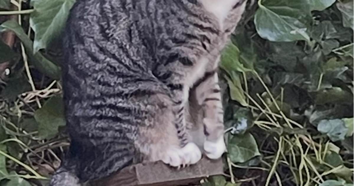 Heb jij Muis of Glow gezien? Deze twee huisdieren worden in Twenterand vermist