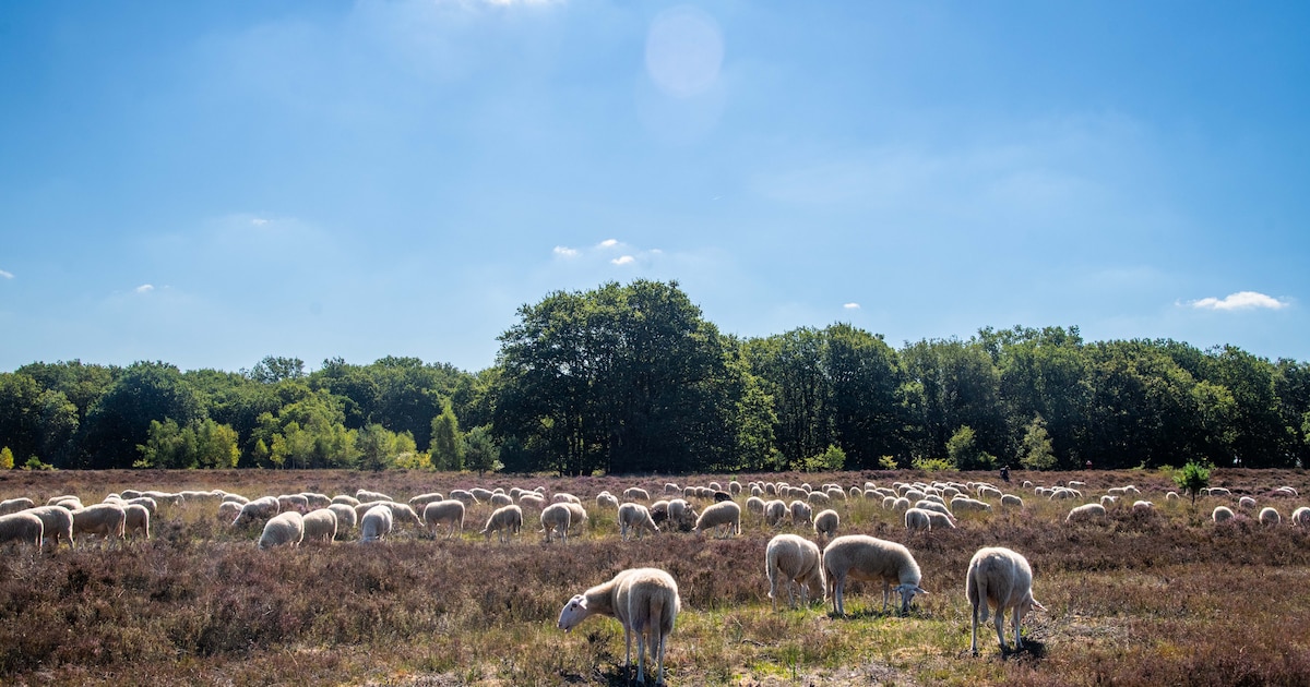 Precies wat een schaap in de hitte nodig heeft, vind je niet op de hei hier bij Ermelo