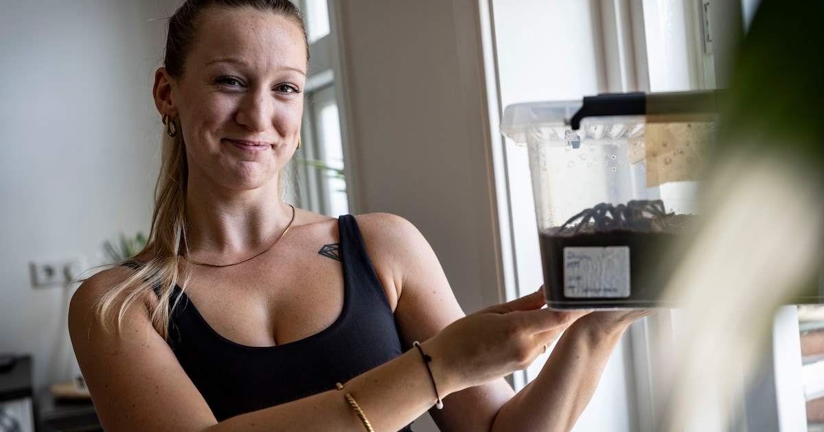 Vogelspin Angelo is na zijn liefdesavontuur weer thuis: ‘Stel je voor dat hij in de soep was beland’