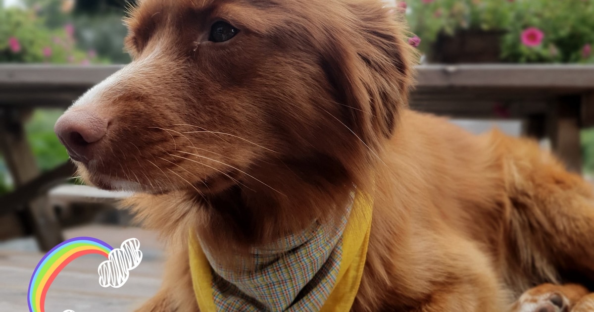 Heb jij Charlie gezien? Dit huisdier wordt in Rijssen-Holten vermist