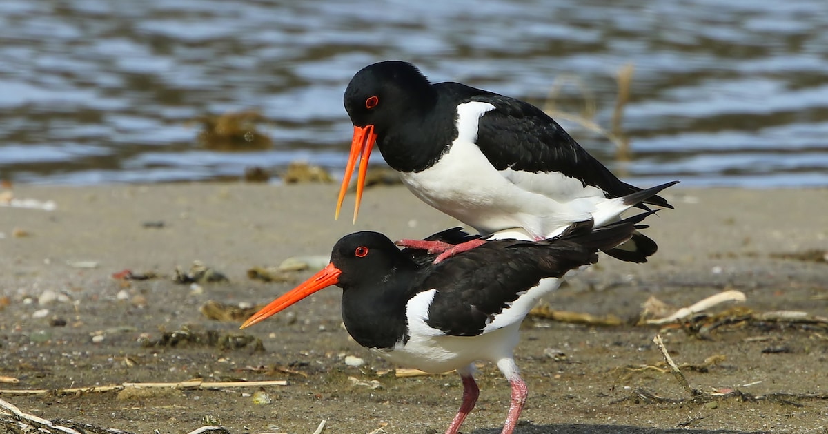 Deze bedreigde vogel broedt in Twente en de Achterhoek en gaat hier het ...