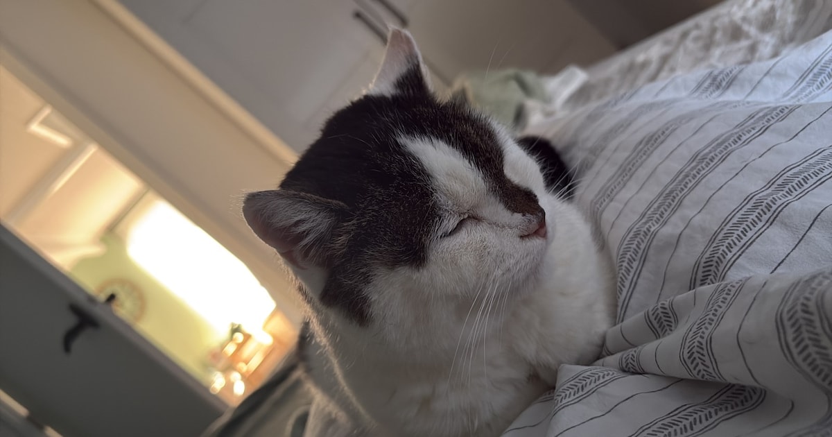Heb jij Noppes gezien? Dit huisdier wordt in Haaksbergen vermist