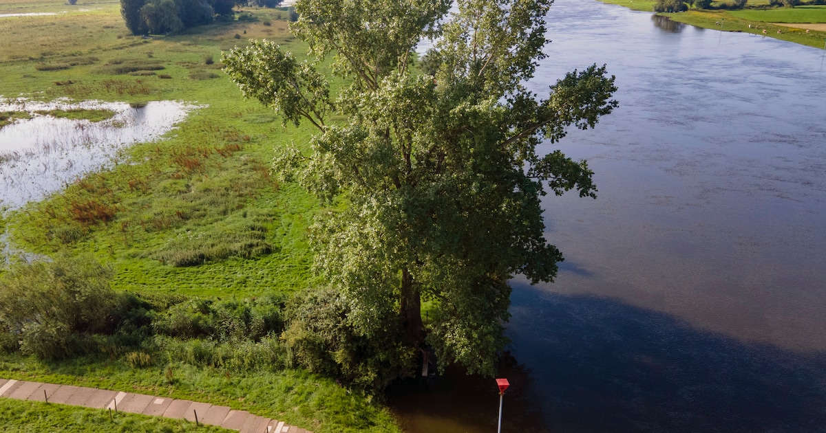 Deze iconische boom langs IJssel blijft na reddingsactie: duizenden anderen wijken wel voor dijkplan
